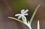 Pasture heliotrope